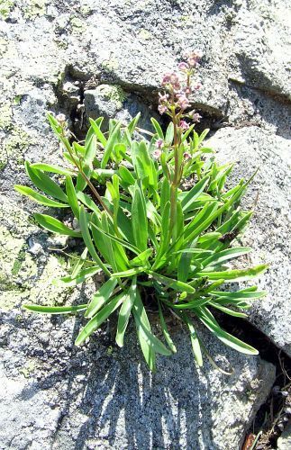 Hircules Bastard Nard - Valeriana celtica - галльский нард